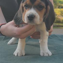 Ivysaur - Black fawn and white female Beagle puppy in Brockway, Pennsylvania from Sugar Hill Hounds