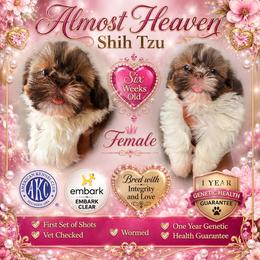 Girl 1 - Red and white female Shih Tzu puppy in Dallas, Texas from Almost Heaven Shih Tzu