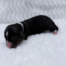 Pocket Beagle Female 1 - Black tan and white female Beagle puppy in Gentry, Arkansas from HC Puppy Ranch