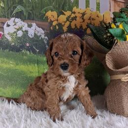 Scoops F1b - Red male Cavapoo puppy in Centerton, Arkansas from Velvet Paws Cavapoos