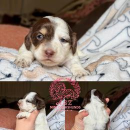 Jessie - Piebald female Dachshund puppy in Hornbeck, Louisiana from A&Z Mini Dachshunds