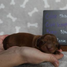 Reese (black collar) - Red male Dachshund puppy in Prospect, Oregon from Spunky Sausage Pups