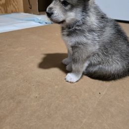 The Agouti One - Black and tan male Companion Cross puppy in Augusta, Maine from Alaskan Huskies of Maine