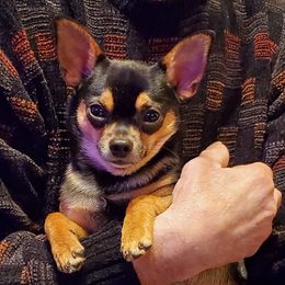 Chihuahuas from Nancy's Chihuahuas