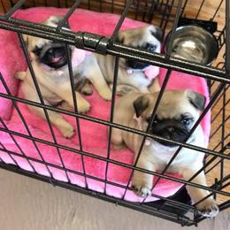 Pug Puppies from Pickwick Pugs