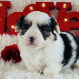 Candy - Black and tan female Pembroke Welsh Corgi puppy in Muldrow, Oklahoma from Dean’s Rustic Ranch Corgis and Horses