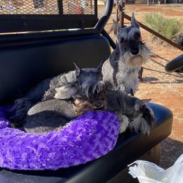 Miniature Schnauzer All Grown Up from Southcross Miniature Schnauzers