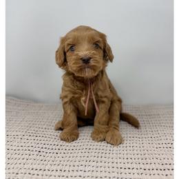 Ruby - Caramel female Australian Labradoodle puppy in Sacramento, California from Little Farmstead Labradoodles