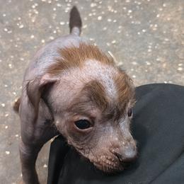 Jean - Chocolate male Chinese Crested puppy in Frederick, Maryland from Lovable Cresteds