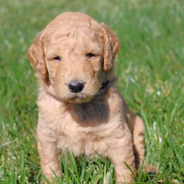 Goldendoodle Puppies from Lincoln Goldendoodles
