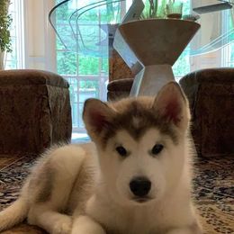 Alaskan Malamute Puppies from Jamie Minchew's Alaskan Malamutes