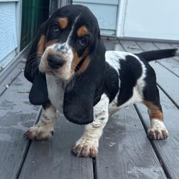 Basset Hound and Bloodhound Puppies from Sandhill Hounds of Nebraska