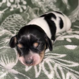 Cindy Lou - Piebald female Dachshund puppy in Goldthwaite, Texas from Mini Mama Dachshunds