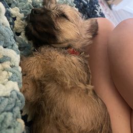 Asher - Cairn Terrier