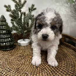 Boy 4 - Bernedoodle puppy from Little Diamond Doodles