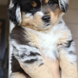 Miniature American Shepherd and Miniature Australian Shepherd Puppies from Gemini Mini Aussies