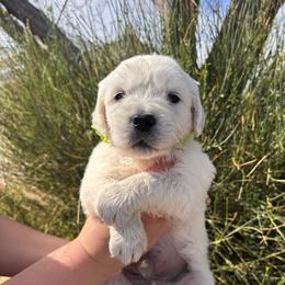 Green boy - Light golden male Golden Retriever puppy in Pahrump, Nevada from Southern Nevada Goldens