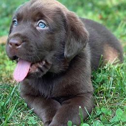 Labrador Retrievers from Mason Dixon Labradors