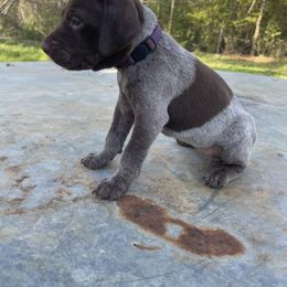 Puppy 8 - Liver and white German Shorthaired Pointer puppy in Pollok, Texas from Rockin’ Lazy 8