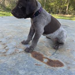 Puppy 8 - Liver and white German Shorthaired Pointer puppy in Pollok, Texas from Rockin’ Lazy 8