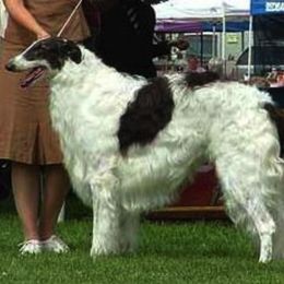 Borzoi All Grown Up from Kelcorov