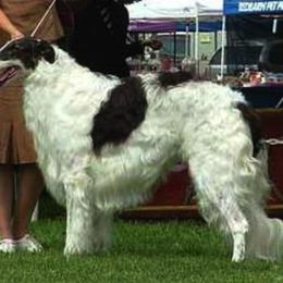 Borzoi All Grown Up from Kelcorov
