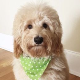 Australian Labradoodles from Sweet Carolina Labradoodles