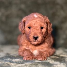 Phantom - Red  male Goldendoodle puppy in Pollock Pines, California from Penny Lane’s Doodles