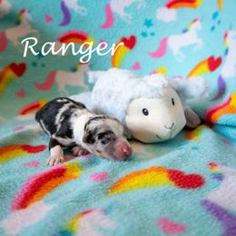 Ranger - Blue merle male Australian Shepherd puppy in Benton City, Washington from Eventide Australian Shepherds