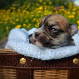 Companion Cross, Havanese, Mal-Shi, Maltese, Maltipoo, Morkie, and Shih Tzu Puppies from Seeking Shalom Acres Maltese, Maltipoos & Havamalts