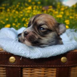 Companion Cross, Havanese, Mal-Shi, Maltese, Maltipoo, Morkie, and Shih Tzu Puppies from Seeking Shalom Acres Maltese, Maltipoos & Havamalts