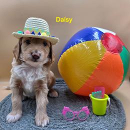 Daisy - Apricot female Goldendoodle puppy in Summerville, South Carolina from Channys Doodles