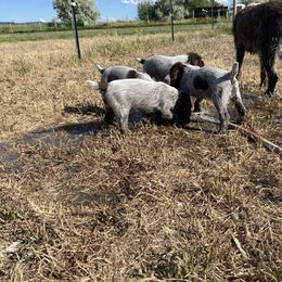 Wirehaired Pointing Griffon Puppies from High Point Griffons