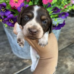 Girl one - Piebald female Dachshund puppy in Payette, Idaho from NT Mini Doxies