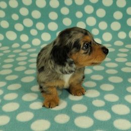 Dachshund Puppies from Newbern's Nuggets