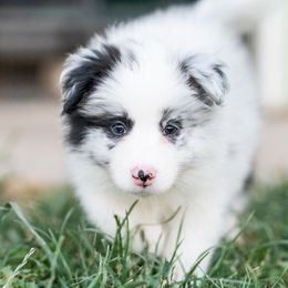 Ziti - Blue merle female Border Collie puppy in Paso Robles, California from Poindexter Border Collies