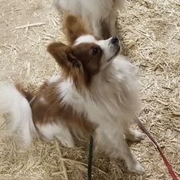Papillon Puppies from AZSunshine K9's