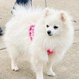 Anna - White female Pomeranian puppy in St. Louis, Missouri from Saint Louis Pomeranian babies