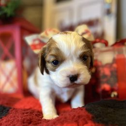 Girl 1 - Cavalier King Charles Spaniel puppy in Kirksville, Missouri from Show Me Poodles Doodles and Cavaliers