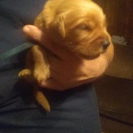 Golden Retriever Puppies from Gingersnap Golden Retrievers