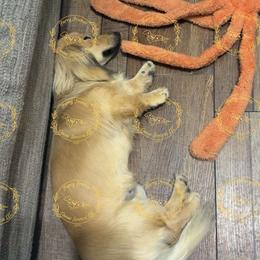 Bud - Cream male Dachshund puppy in Mountain Home, Arkansas from Furry Friends Kennel