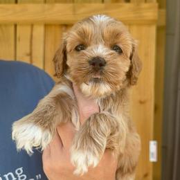 Scooby-Doo - Red and white female Cockapoo puppy in Connersville, Indiana from MoonShine Babies