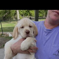 Leo - Yellow male Labrador Retriever puppy in Norway, South Carolina from Shannon's Labrador Retrievers