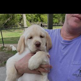 Leo - Yellow male Labrador Retriever puppy in Norway, South Carolina from Shannon's Labrador Retrievers