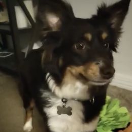 Tails - Miniature Australian Shepherd