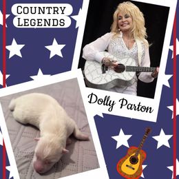 Dolly Parton - White female Pomsky puppy in Venus, Pennsylvania from Hemlock Pines Pomsky