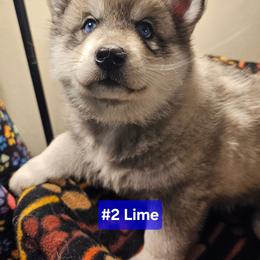2 (lime) - Agouti and white male Siberian Husky puppy in Dane, Wisconsin from Sunny Hurricane Siberians