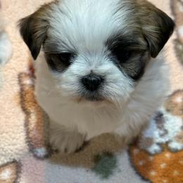 Teeter - Tricolor female Shih Tzu puppy in Middleboro, Massachusetts from Highland Farm