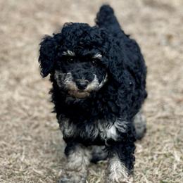 Ranger - Phantom male Poodle puppy in Liberty, Texas from Poodles and Doodles Most Excellent Adventures