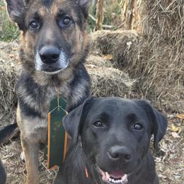 German Shepherds and Labrador Retrievers from Ryanhaus Kennel